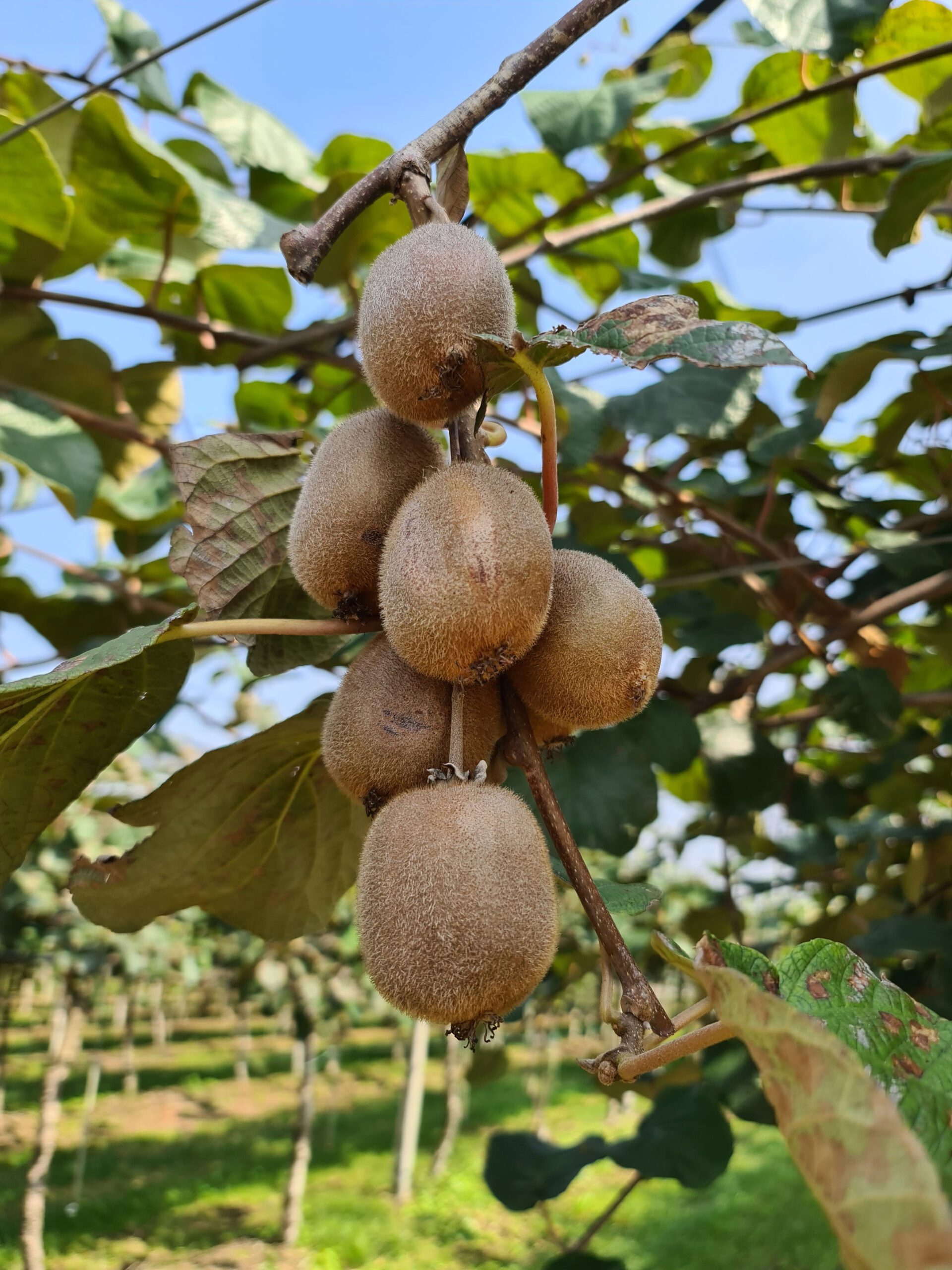 Kiwi-plantages bij het Gardameer