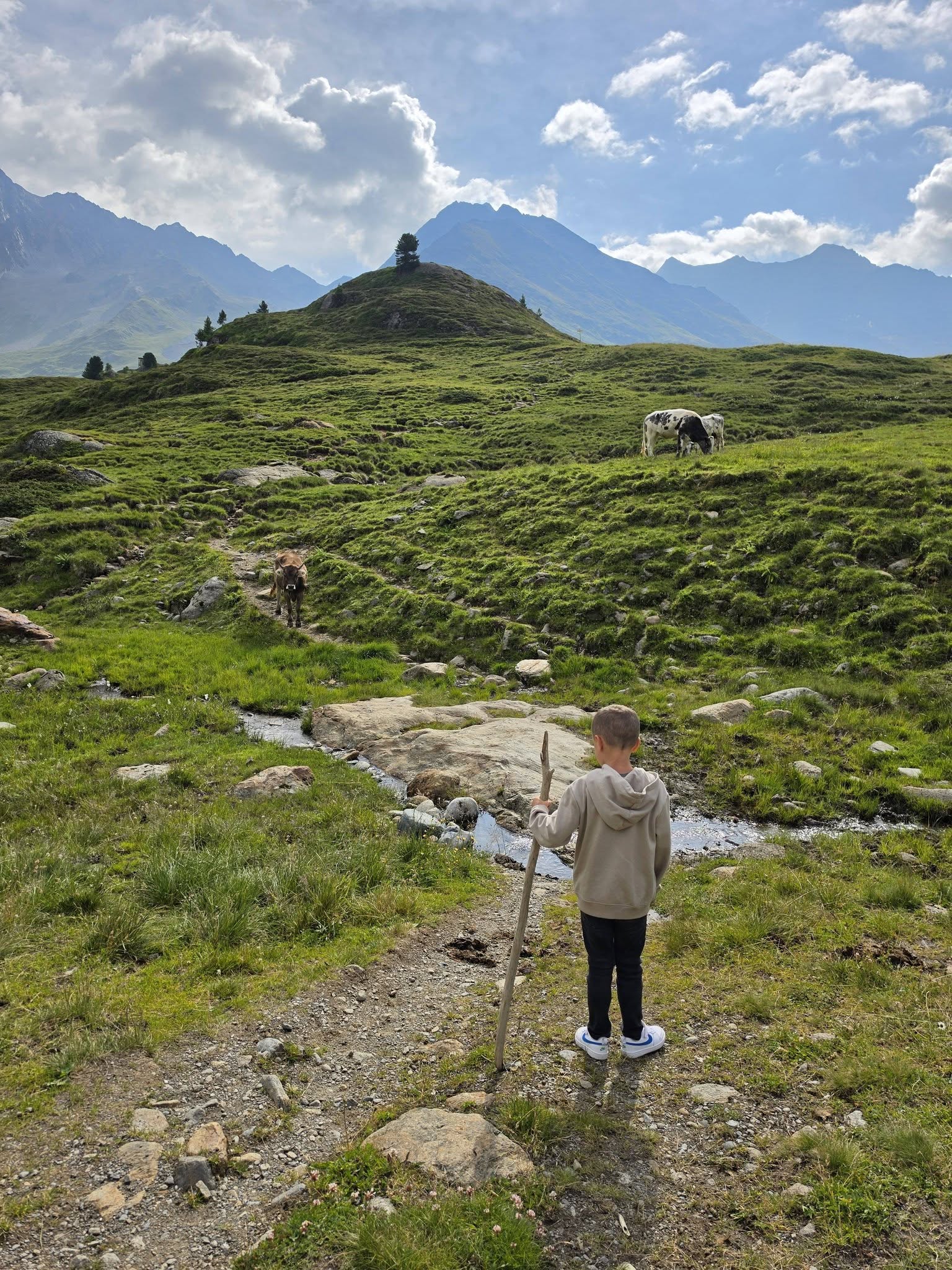 Kan een afbeelding zijn van Pyrenese berghond en gras