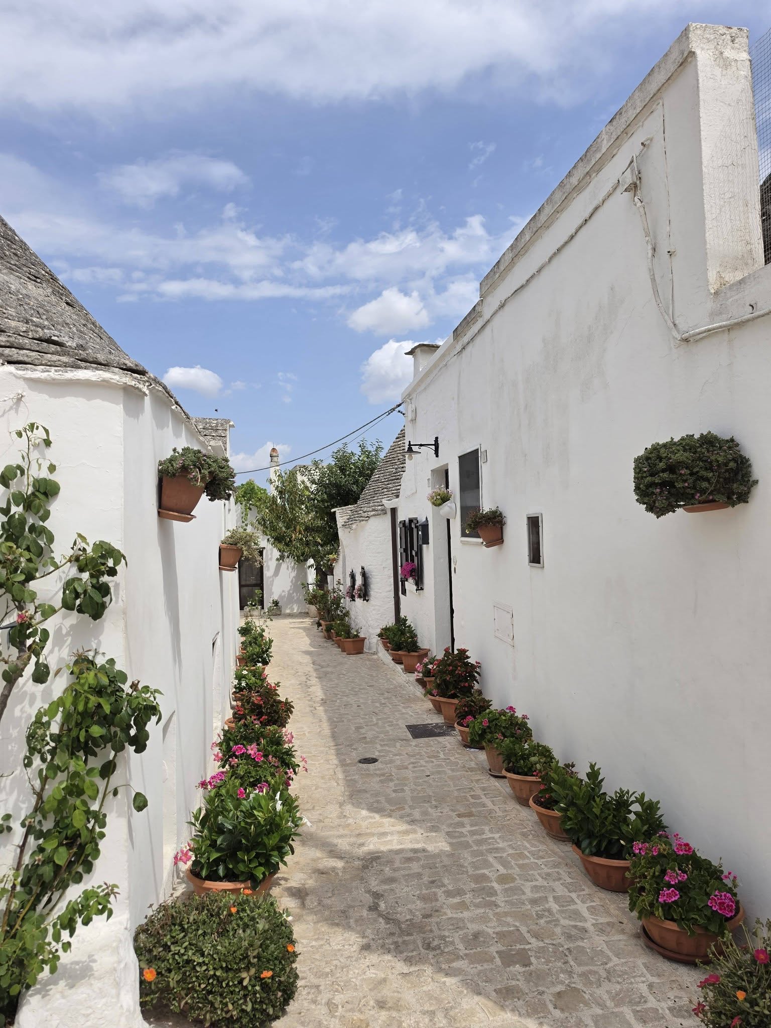 Kan een afbeelding zijn van bloem en Santorini